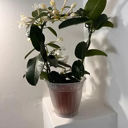 דירה Urban Charme Loft *